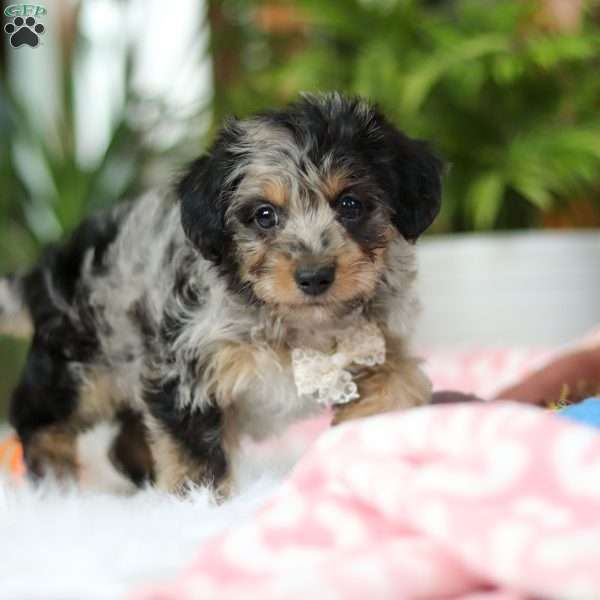 Jordan, Yorkie Poo Puppy